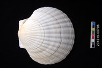 藏品(蝦夷海扇蛤)的圖片