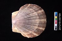 藏品(海扇蛤)的圖片