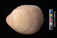 藏品(平肋烏尾蛤)的圖片