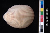 藏品(平肋烏尾蛤)的圖片