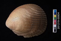 藏品(平肋烏尾蛤)的圖片