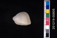 藏品(白莓烏尾蛤)的圖片