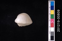 藏品(白莓烏尾蛤)的圖片