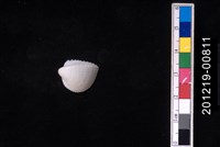 藏品(白莓烏尾蛤)的圖片