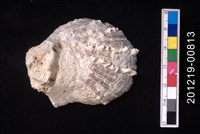 藏品(山羊海菊蛤)的圖片