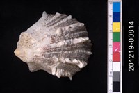 藏品(山羊海菊蛤)的圖片