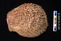 藏品(海菊蛤)的圖片