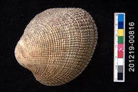 藏品(銼紋櫻蛤)的圖片