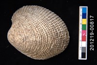 藏品(銼紋櫻蛤)的圖片