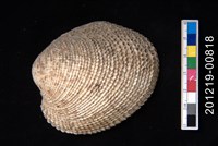 藏品(銼紋櫻蛤)的圖片