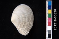 藏品(波紋櫻蛤)的圖片