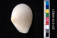 藏品(波紋櫻蛤)的圖片