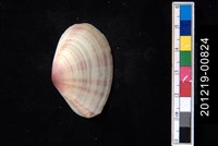 藏品(月光櫻蛤)的圖片