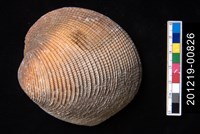 藏品(滿月蛤)的圖片