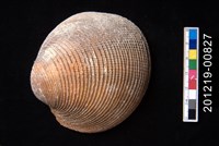 藏品(滿月蛤)的圖片