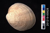 藏品(滿月蛤)的圖片