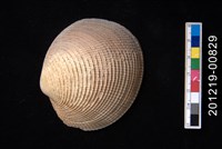 藏品(滿月蛤)的圖片