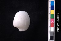 藏品(球滿月蛤)的圖片