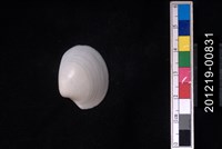 藏品(球滿月蛤)的圖片