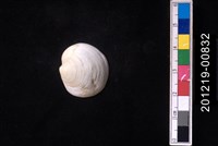 藏品(球滿月蛤)的圖片