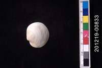 藏品(球滿月蛤)的圖片