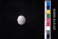 藏品(球滿月蛤)的圖片