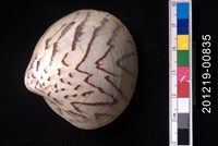 藏品(秀峰文蛤)的圖片