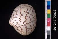 藏品(秀峰文蛤)的圖片