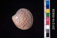 藏品(秀峰文蛤)的圖片