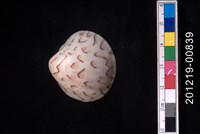 藏品(秀峰文蛤)的圖片