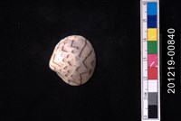 藏品(秀峰文蛤)的圖片