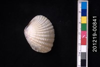 藏品(厚殼縱簾蛤)的圖片