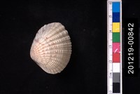 藏品(厚殼縱簾蛤)的圖片