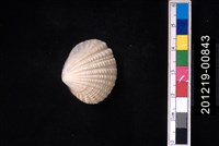 藏品(厚殼縱簾蛤)的圖片