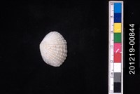 藏品(厚殼縱簾蛤)的圖片