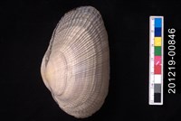 藏品(紫晃蛤)的圖片