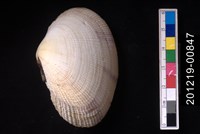 藏品(紫晃蛤)的圖片