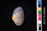 藏品(紫晃蛤)的圖片