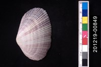 藏品(紫晃蛤)的圖片