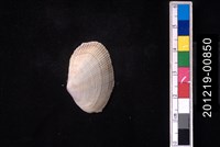 藏品(紫晃蛤)的圖片