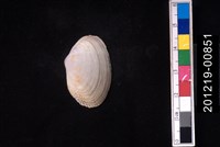 藏品(紫晃蛤)的圖片