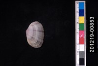 藏品(紫晃蛤)的圖片