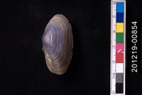 藏品(西施舌)的圖片