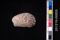 藏品(算盤蛤)的圖片