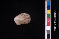 藏品(算盤蛤)的圖片