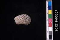 藏品(算盤蛤)的圖片