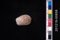 藏品(算盤蛤)的圖片