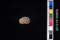 藏品(算盤蛤)的圖片