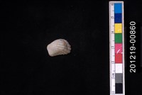 藏品(算盤蛤)的圖片