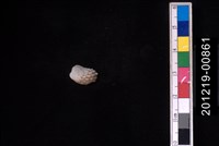 藏品(算盤蛤)的圖片